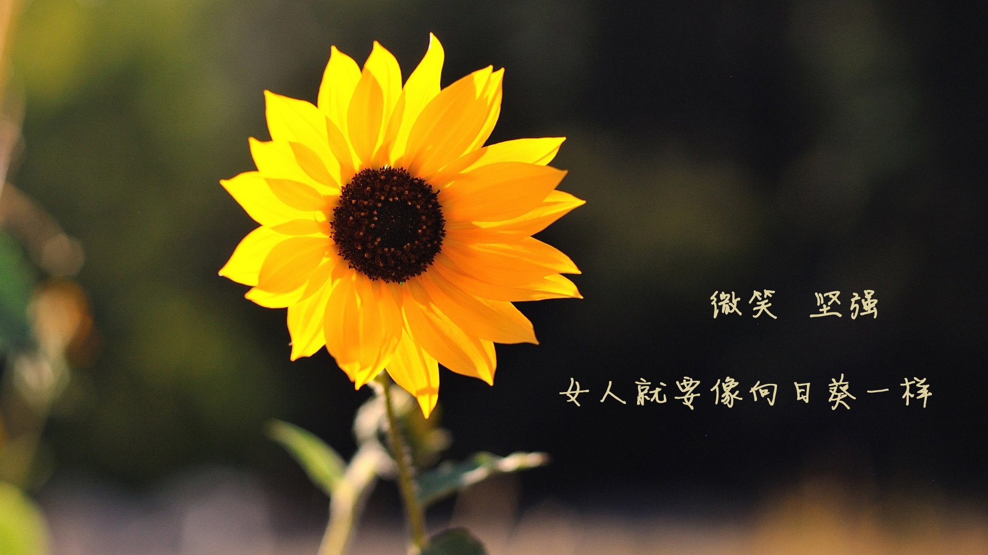 体育教师培训课程标准体系设计与执行情况调研，体育教师培训目标