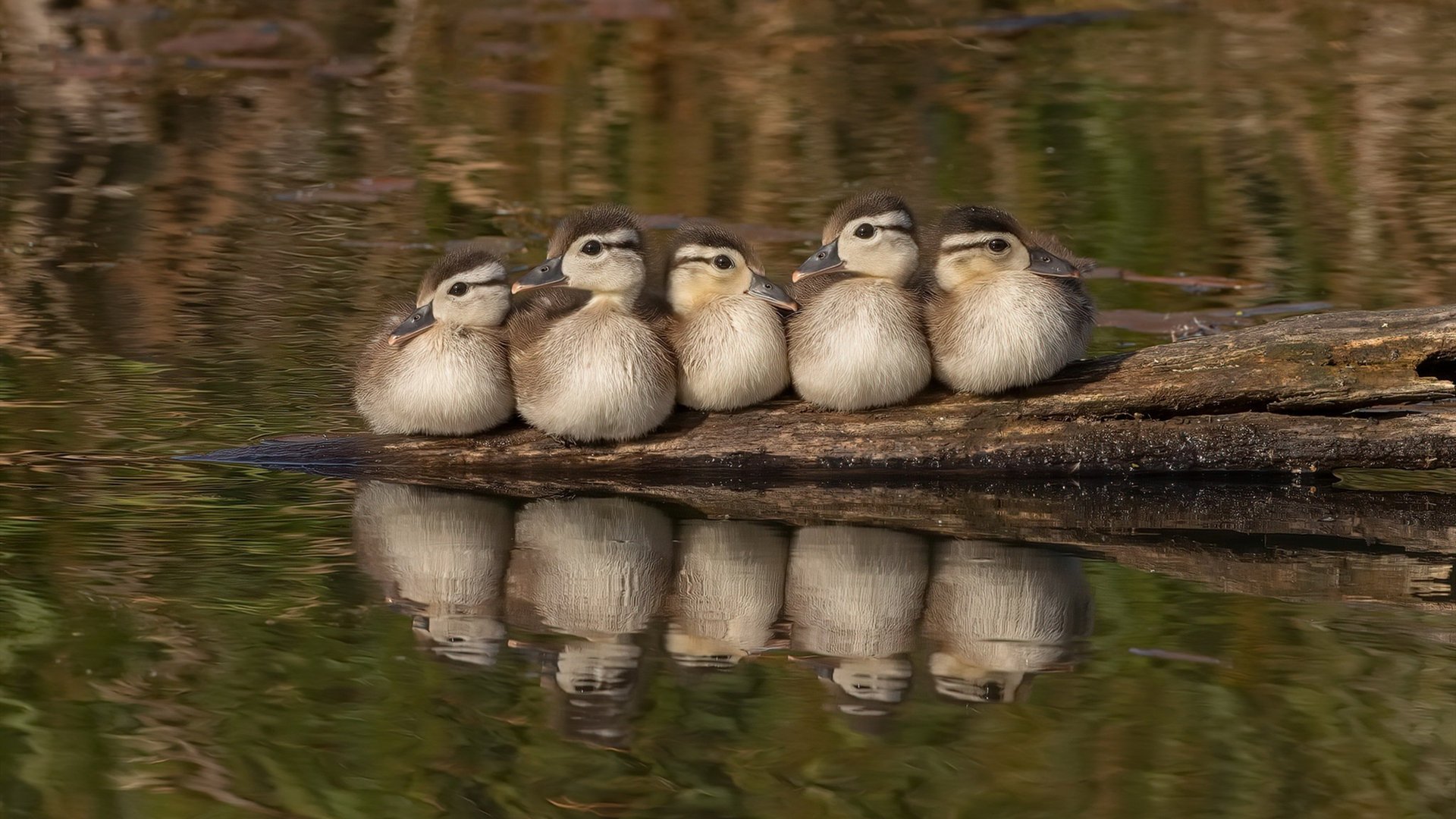 中国女篮以速度拉开空间创造机会，中国女 篮