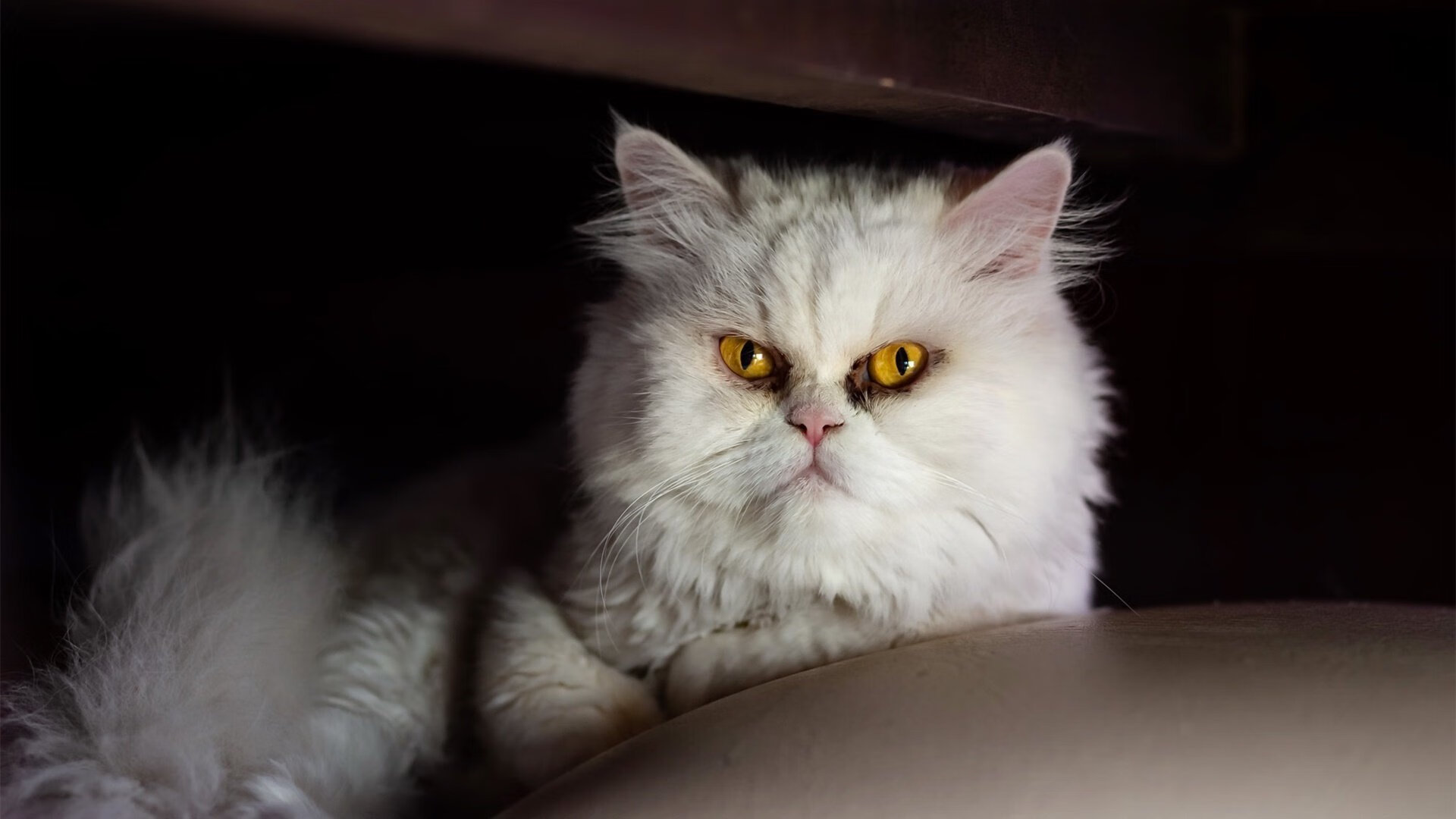 中国女篮教练组强调攻防平衡 强化协同意识,中国女篮教练员