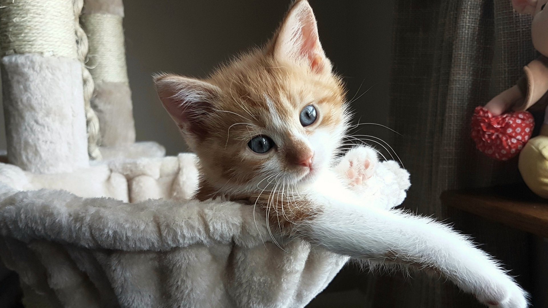 山西龙狮面对强队不惧挑战全力争胜,龙狮队简介