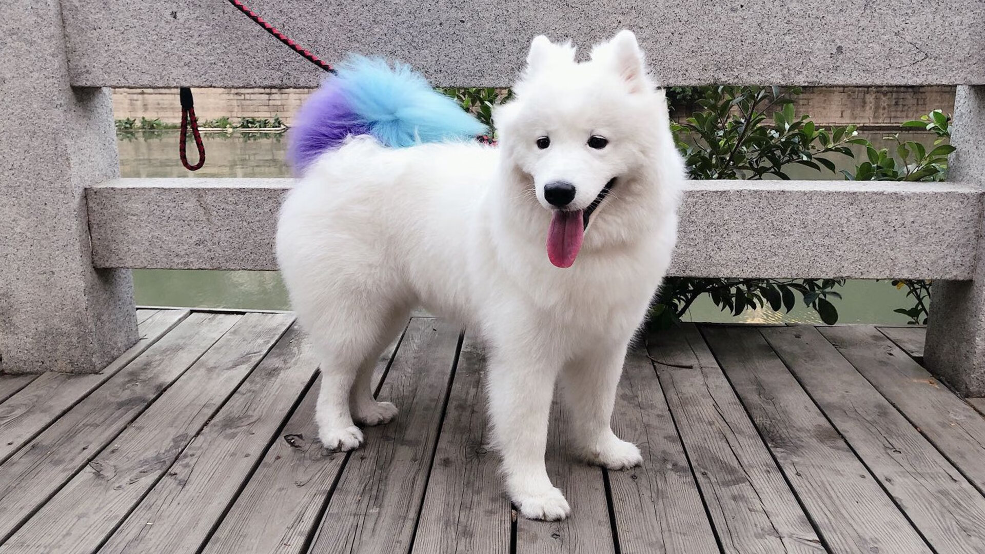 斯图加特主场拿下对手，士气高涨，斯图加特主场拿下对手,士气高涨了吗