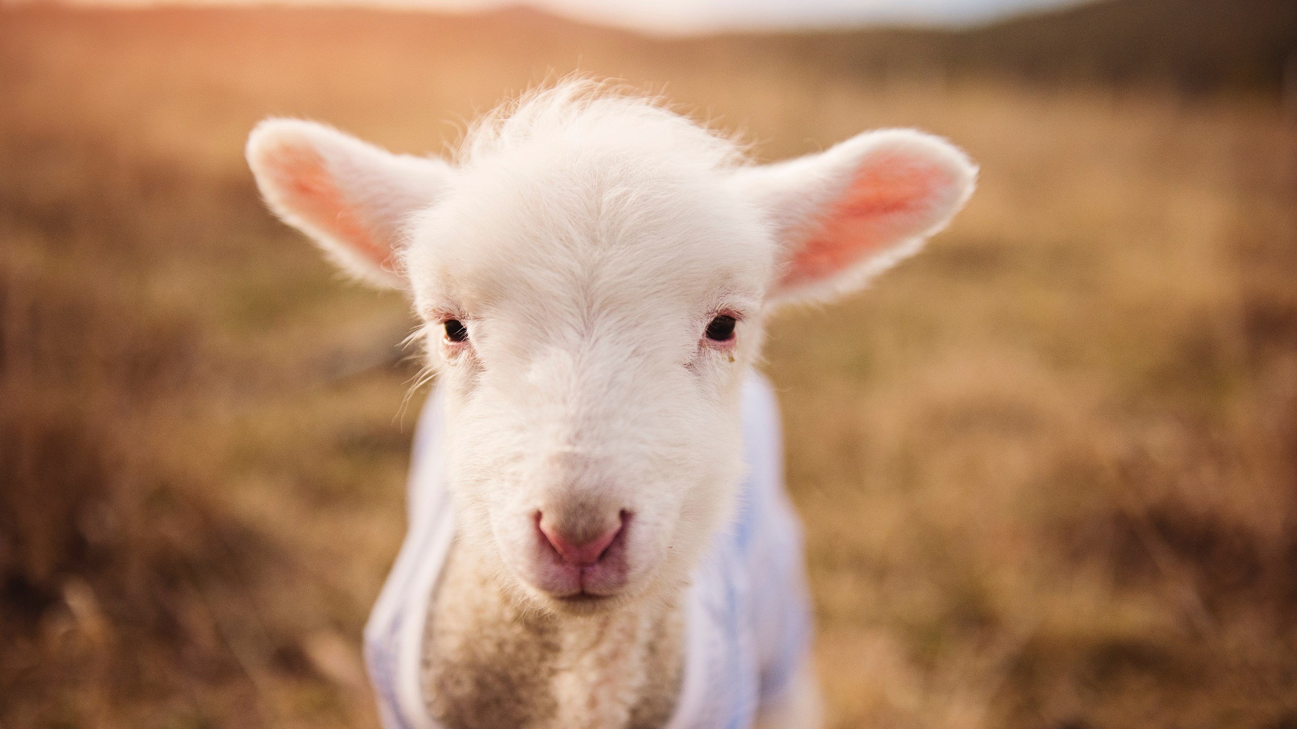 乐鱼体育官网投注-阿尔艾因赛彻底被尤文碾压，比分反映实力差距，阿尔艾因vs阿尔萨德