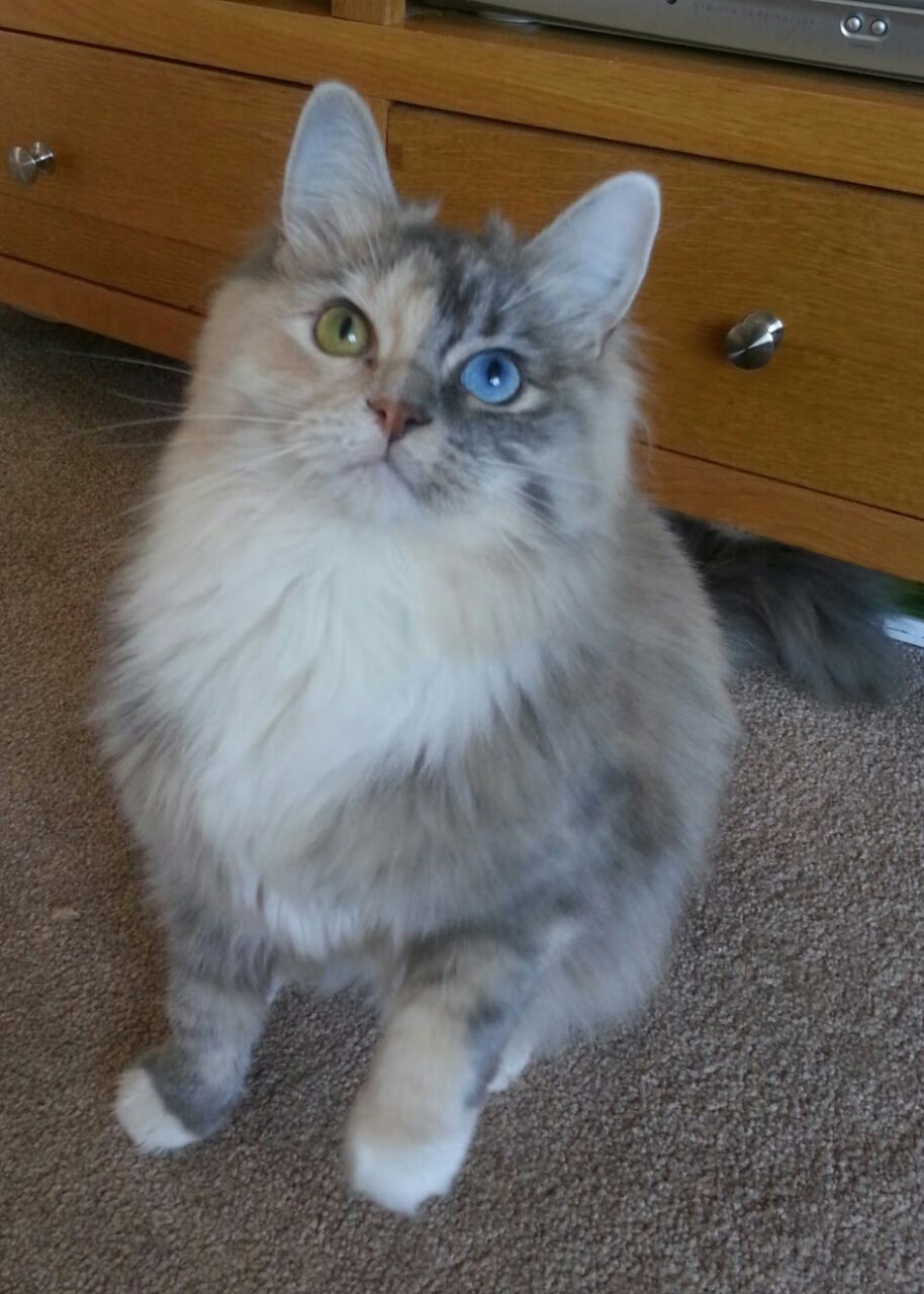 “华金·托比利亚的防守技艺与领导能力，成就美洲狮队的核心防线”